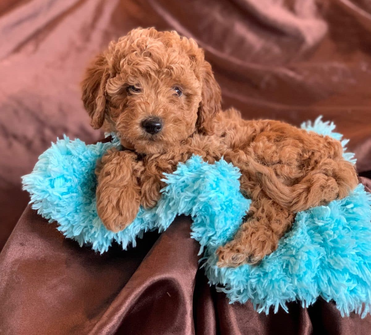 mini goldendoodle puppies for adoption